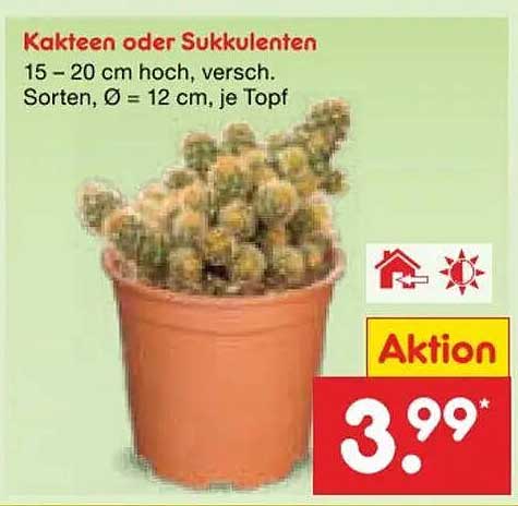 Kakteen oder Sukkulenten