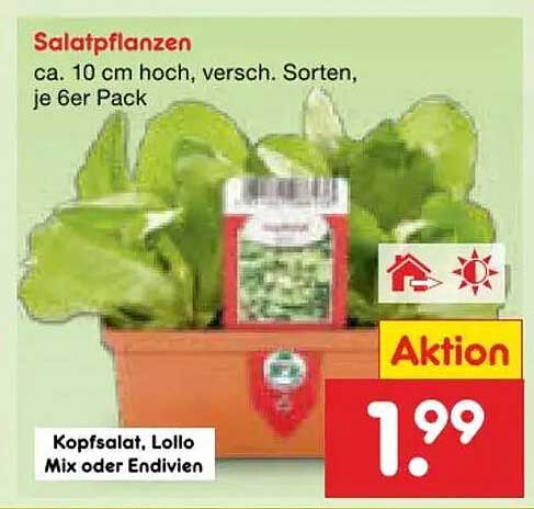 Salatpflanzen