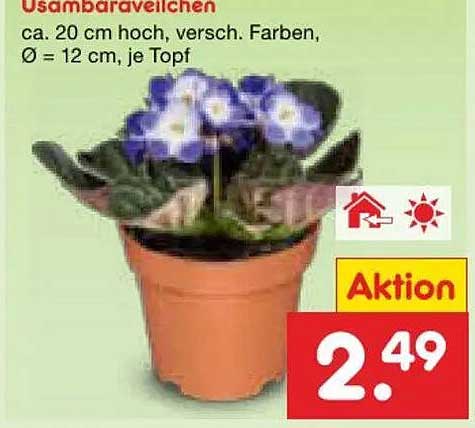 Usambaraveilchen