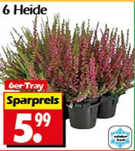 6 Heidepflanzen im 6er-Tray für nur 5,99 €