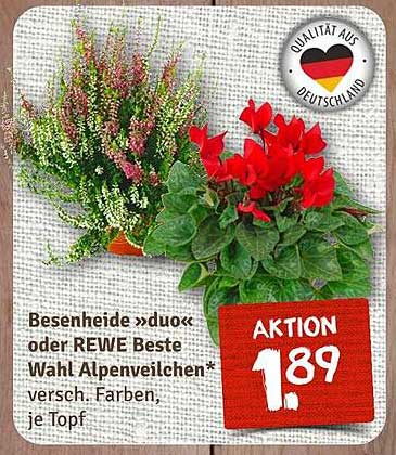 Besenheide »duo« oder REWE Beste Wahl Alpenveilchen, versch. Farben, je Topf