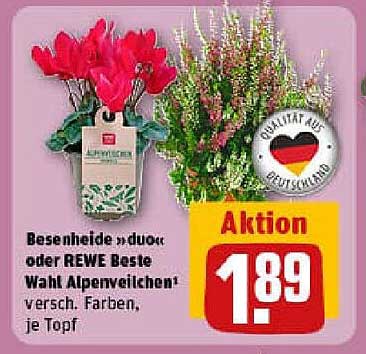 Besenheide »duo« oder REWE Beste Wahl Alpenveilchen, verschiedene Farben, je Topf