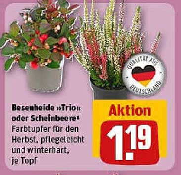 Besenheide »Trio« oder Scheinbeere - Farbtufer für den Herbst