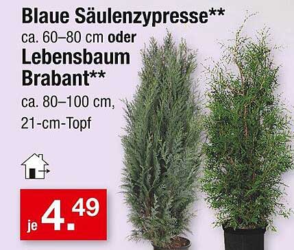 Blaue Säulenzypressen oder Lebensbaum Brabant - Ein grüner Genuss für Ihren Garten