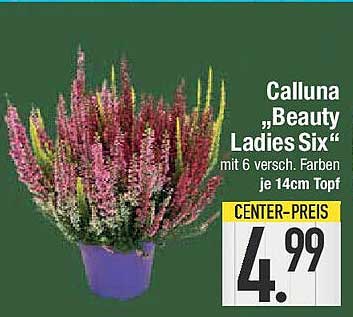 Calluna "Beauty Ladies Six" mit 6 verschiedenen Farben je 14 cm Topf