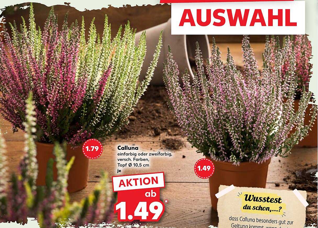 Calluna - Einfarbig oder zweifarbig in verschiedenen Farben