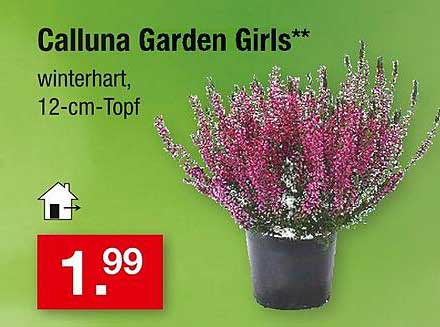 Calluna Garden Girls – winterhart, 12-cm-Topf