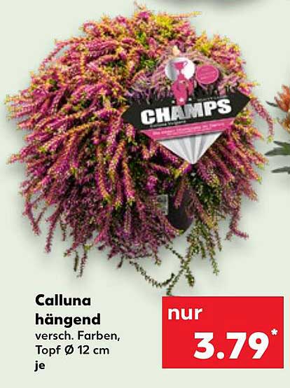 Calluna hängend, verschieden Farben, Topf Ø 12 cm
