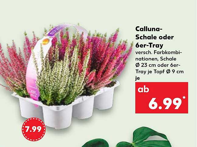 Calluna-Schale oder 6er-Tray - versch. Farbkombinationen
