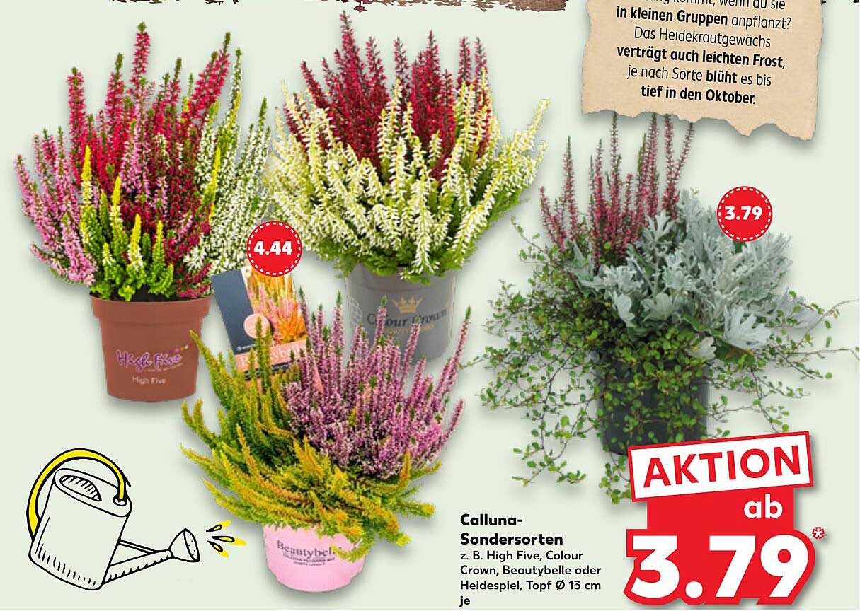 Calluna-Sondersorten in verschiedenen Farben
