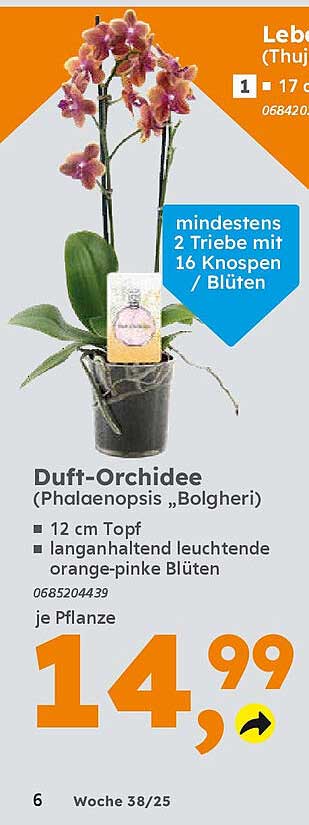 Duft-Orchidee (Phalaenopsis „Bolgheri“)