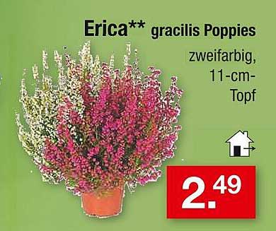 Erica gracilis Poppies - zweifarbig im 11-cm-Topf