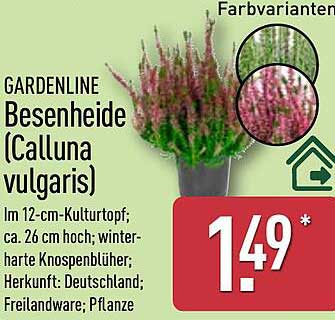 GARDENLINE Besenheide (Calluna vulgaris)