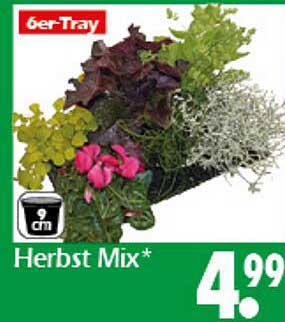 Herbst Mix* im 6er-Tray