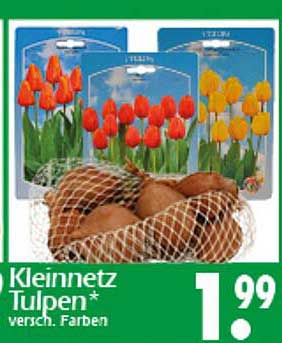 Kleinnetz Tulpen* - verschiedene Farben