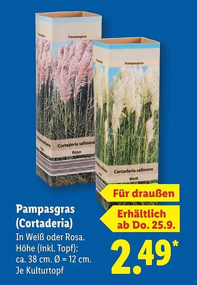 Pampasgras (Cortaderia) in Weiß oder Rosa