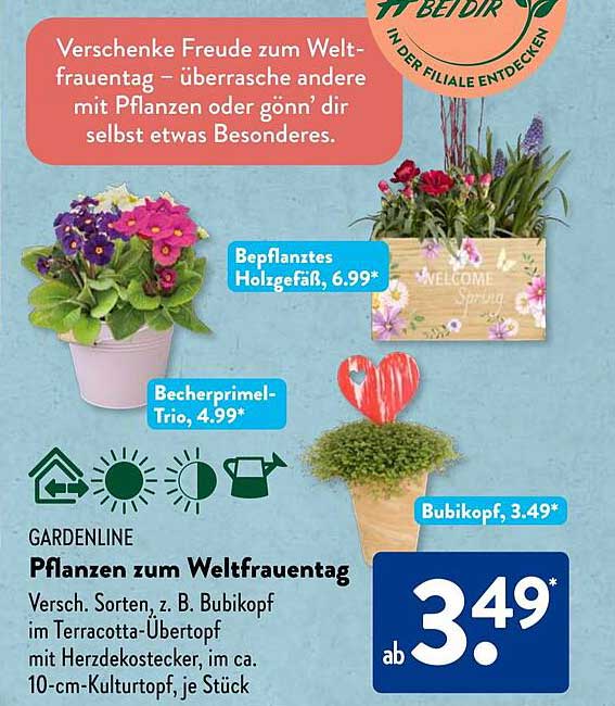 Bepflanztes Holzgefäß  
Becherprimel-Trio  
Bubikopf  
Pflanzen zum Weltfrauentag