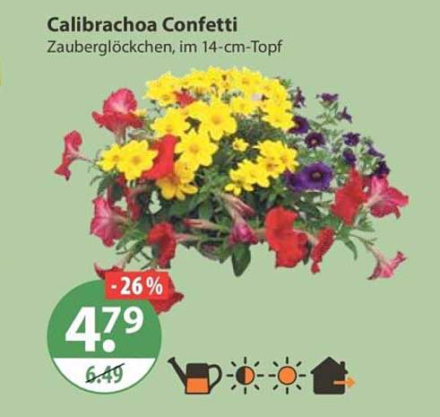 Calibrachoa Confetti