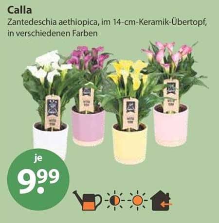 Calla Zantedeschia aethiopica, im 14-cm-Keramik-Übertopf, in verschiedenen Farben