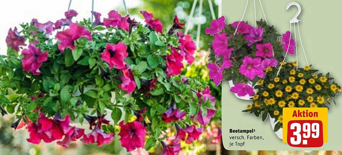 Beetampel - verschiedenfarbige Blumen, je Topf