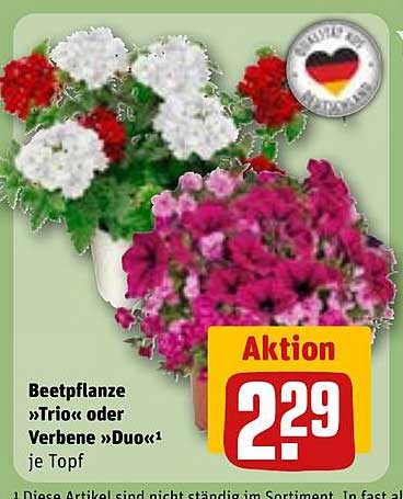 Beetpflanze »Trio« oder Verbene »Duo« je Topf