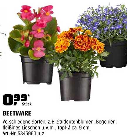 Beetware - Verschiedene Sorten von Blumen für Ihr Zuhause