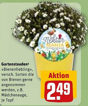 Bienenliebling Gartenstauden – Aktion bei REWE