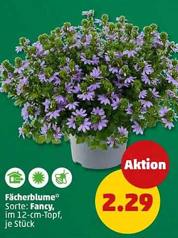 Fächerblume - Sorte: Fancy, im 12-cm-Topf, je Stück