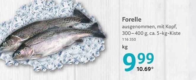 Forelle ausgenommen, mit Kopf, 300–400 g, ca. 5-kg-Kiste