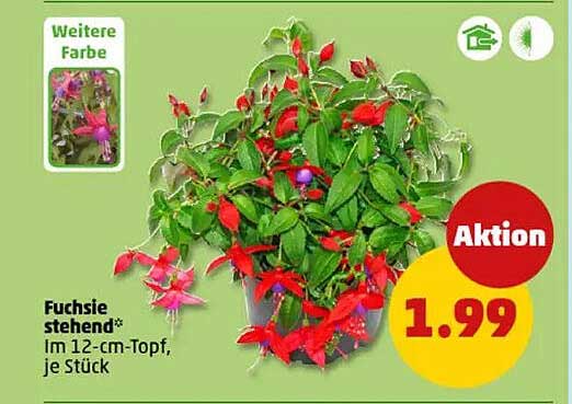 Fuchsie stehend im 12-cm-Topf, je Stück