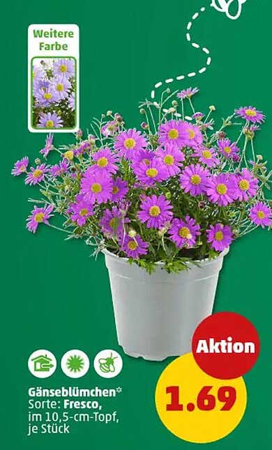 Gänseblümchen Sorte: Fresco, im 10,5-cm-Topf, je Stück