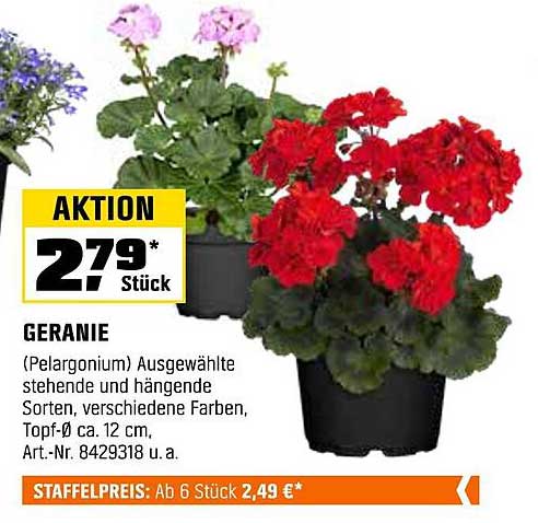 Geranie (Pelargonium) – Ausgewählte stehende und hängende Sorten