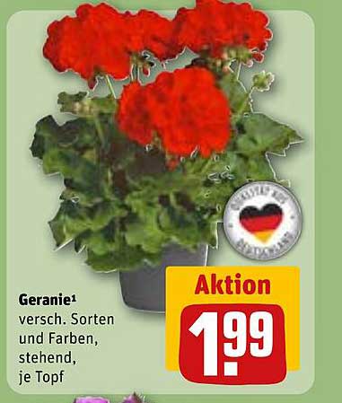 Geranie – Verschiedene Sorten und Farben, stehend, je Topf