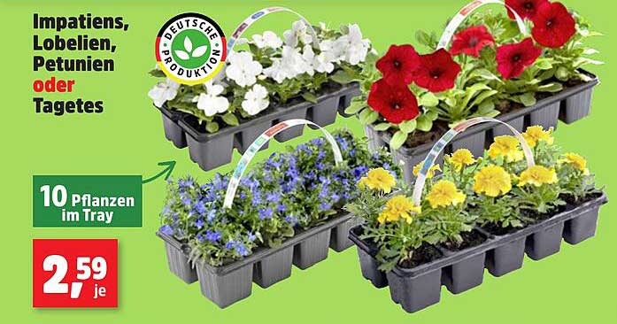 Impatien, Lobelien, Petunien oder Tagetes – 10 Pflanzen im Tray