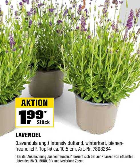 Lavendel (Lavandula ang.) - Intensiv duftend und bienenfreundlich