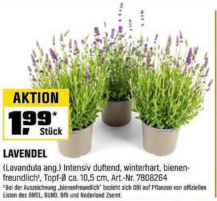 Lavendel (Lavandula ang.) - Intensiv duftend, winterhart, bienenfreundlich
