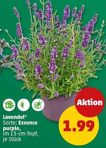 Lavendel Sorte: Essence purple, im 13-cm-Topf