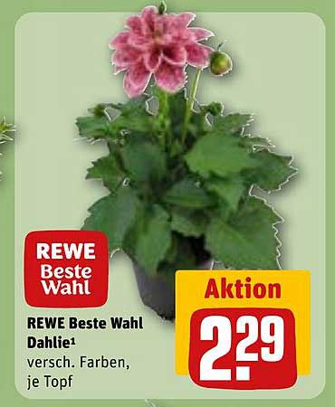 REWE Beste Wahl Dahlie in verschiedenen Farben, je Topf