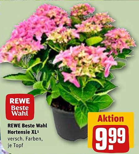 REWE Beste Wahl Hortensie XL – verschiedene Farben, je Topf