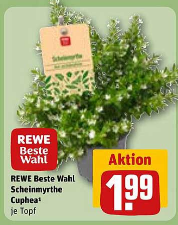 REWE Beste Wahl Scheinmyrthe Cuphea je Topf
