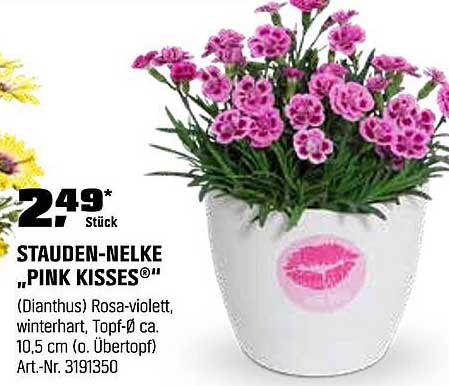 STAUDEN-NELKE „PINK KISSES®“