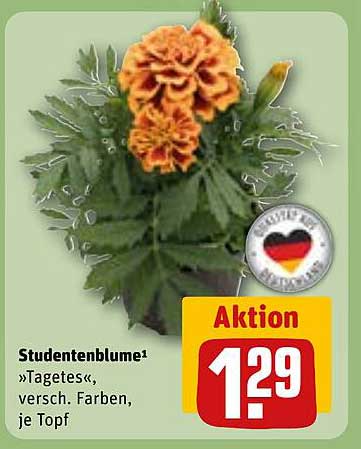 Studentenblume »Tagetes«, verschieden Farben, je Topf