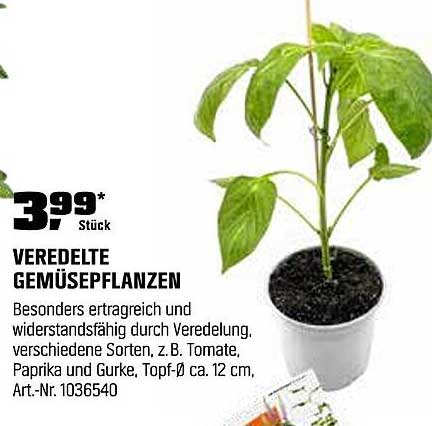 Veredelte Gemüsepflanzen