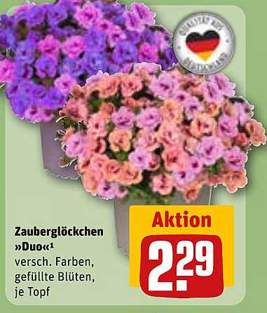 Zauberglöckchen »Duo« - verschiedene Farben und gefüllte Blüten, je Topf