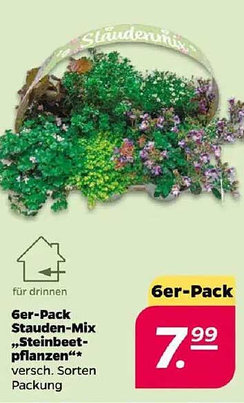 6er-Pack Stauden-Mix "Steinbeet-Pflanzen"