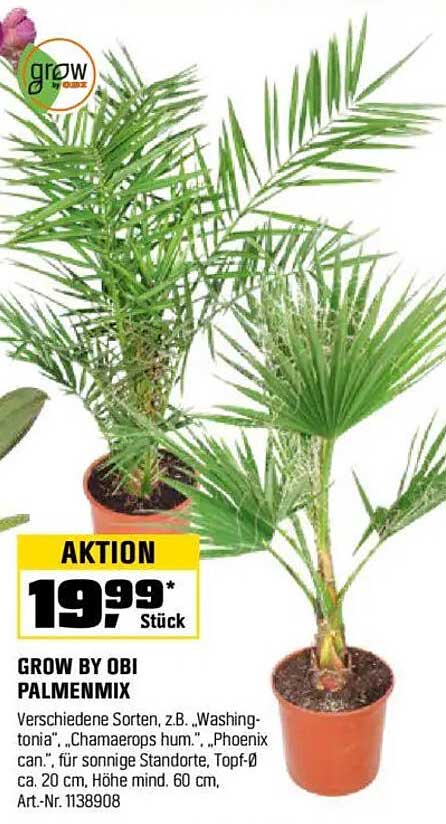GROW BY OBI PALMENMIX - Verschiedene Sorten erhältlich