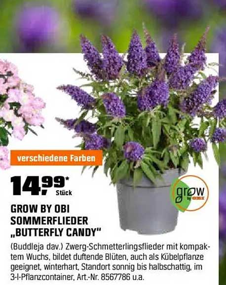 GROW BY OBI SOMMERFLIEDER „BUTTERFLY CANDY“