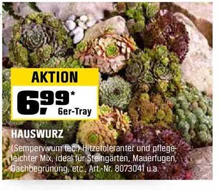 HAUSWURZ (Sempervivum tectorum) 6er-Tray