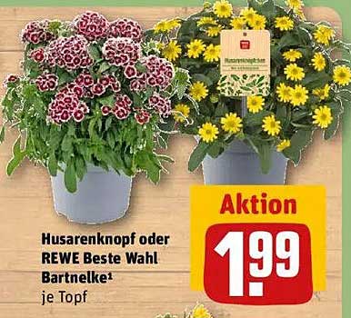 Husarenkopf oder REWE Beste Wahl Bartnelke je Topf