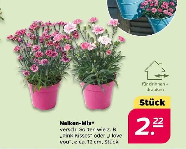 Nelken-Mix - Verschiedene Sorten wie z. B. 'Pink Kisses' oder 'I love you'